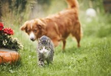 Why Do Dogs Chase Cats? Myths, Possible Causes & Solutions