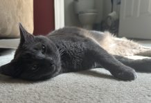 Can Cats Tolerate a Weekend Alone? Olga Cannot!