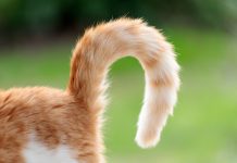 Why Does My Cat’s Tail Twitch? 6 Vet-Reviewed Reasons