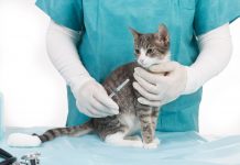 1-Year vs. 3-Year Rabies Vaccine for Cats: Which Is Better? (Vet Answer)