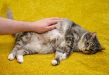 Bloating in Cats: Our Vet Explains Causes, Signs & Care Tips
