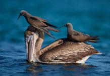 Our Favorite Fascinating Bird Behaviors From the 2025 Audubon Photo Awards